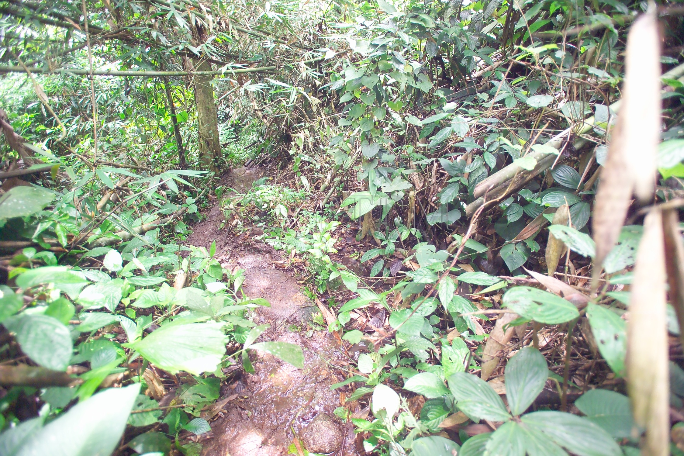 PTPM 06 31 kilau D9X44192